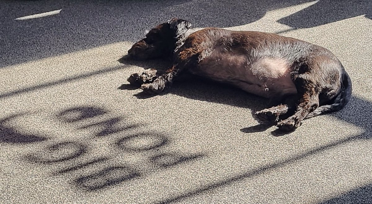 Sun's out, Flynn's out... for the count 😴
Enjoy a sun-filled weekend everyone, from the Big Pond team☀️

#officedog #ayrshire #scotland
