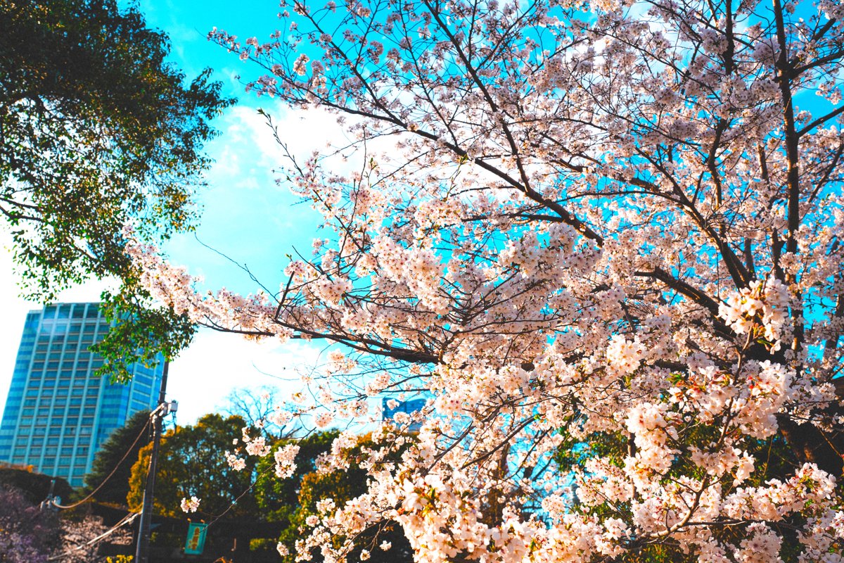 桜だよー