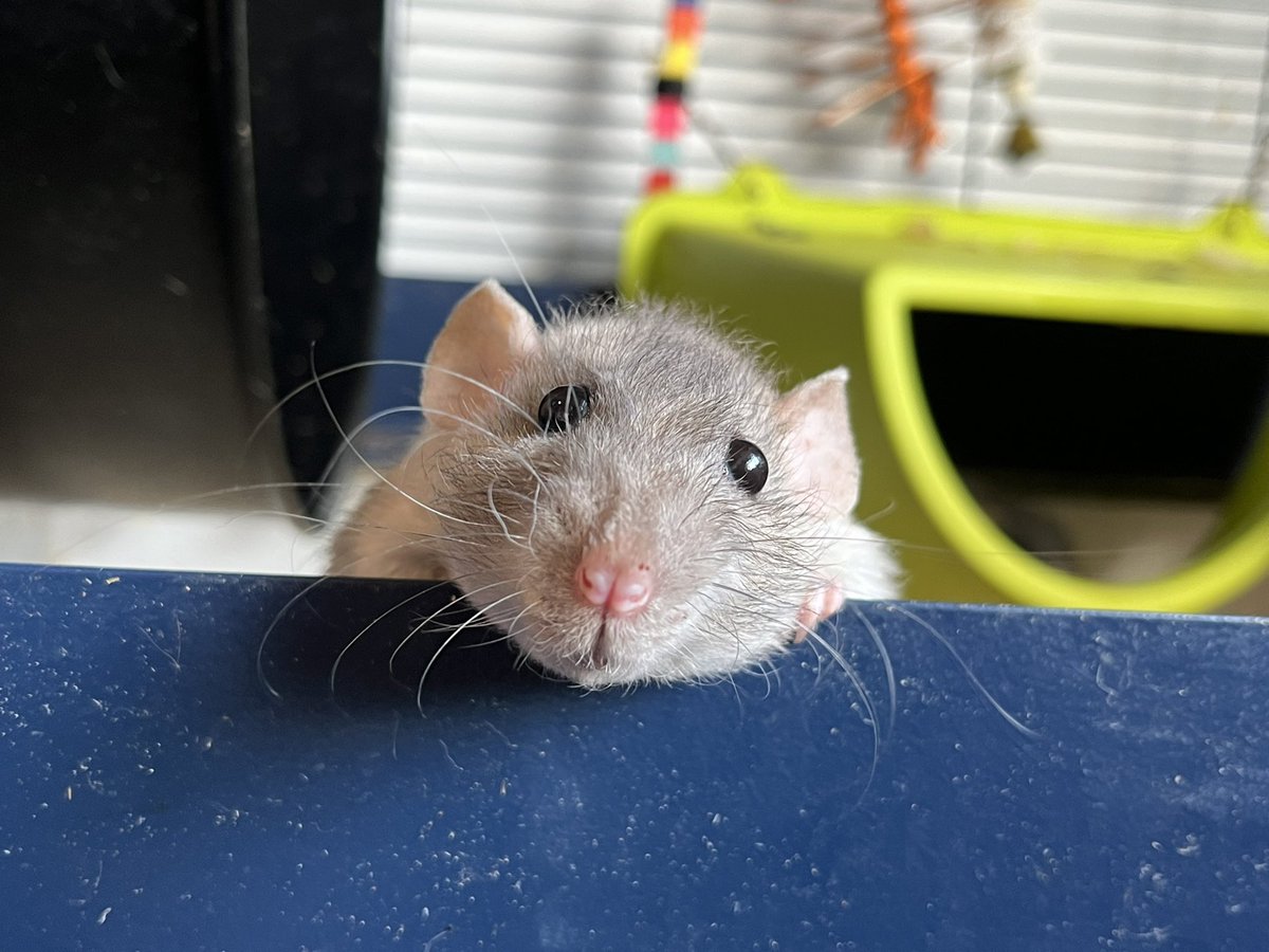Happy world rat day! #aurorarattery