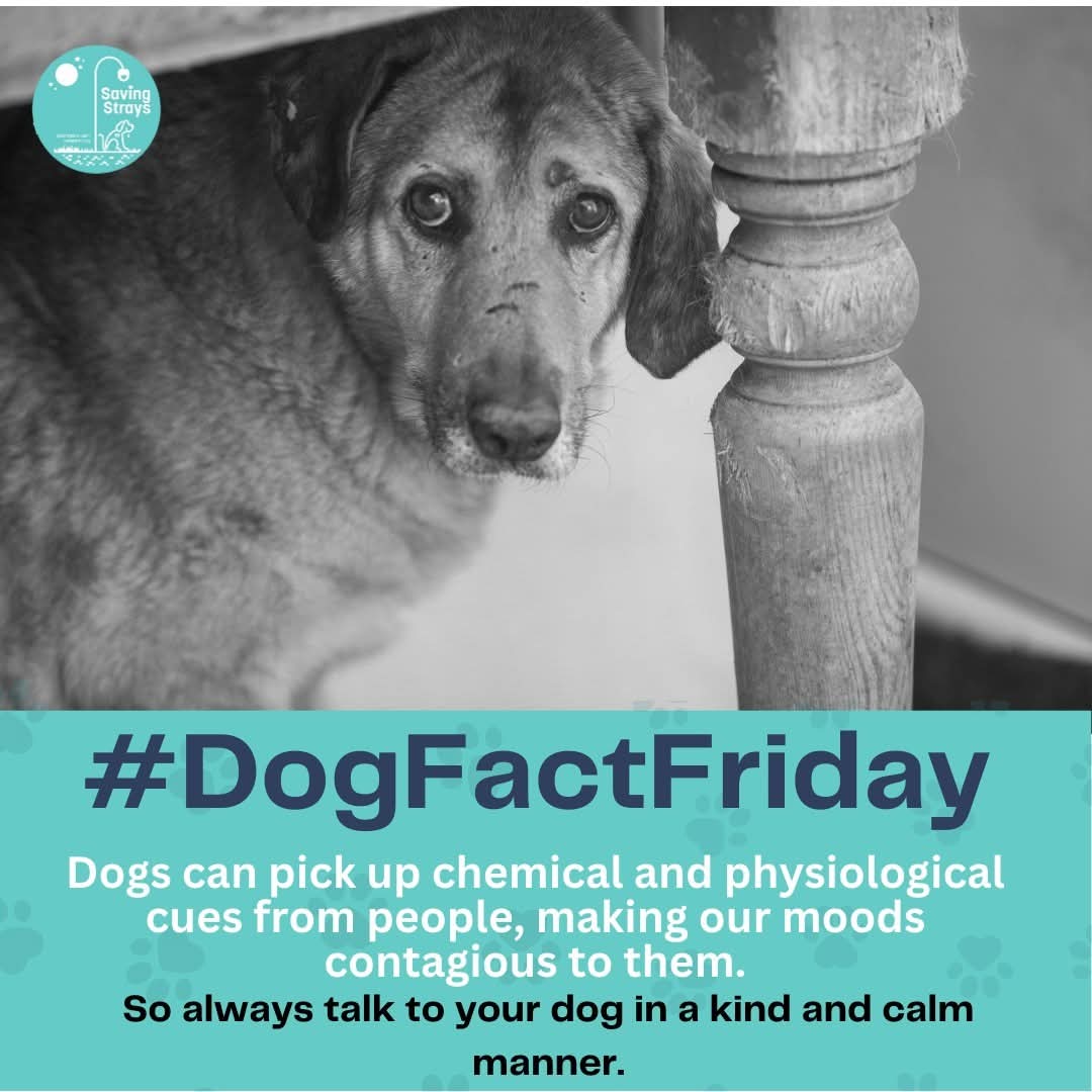 SavingStraysUK's tweet photo. DOG FACT FRIDAY
Have you ever noticed your dogs changing their mood to match yours?? 🤔
#dogs #dogsuk #dogsfacts #rescuedogs #straydogs #animalrescue #animalcharity #FactCheck #fypシ #SmartPups #fyp #Dogs #fy https://t.co/9Aa30MPUpt