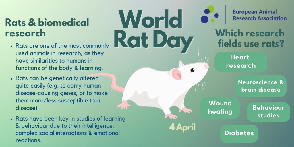 🐁🌎On #WorldRatDay, we recognize the vital role of rats in biomedical research. They help scientists study diseases like cancer and neurological disorders, leading to medical advances for humans and animals #AnimalResearch