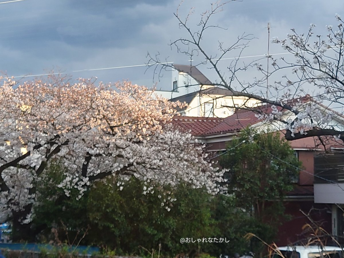 MoraYagyu's tweet image. 桜🌸
#xperia 
#xperiaphotography