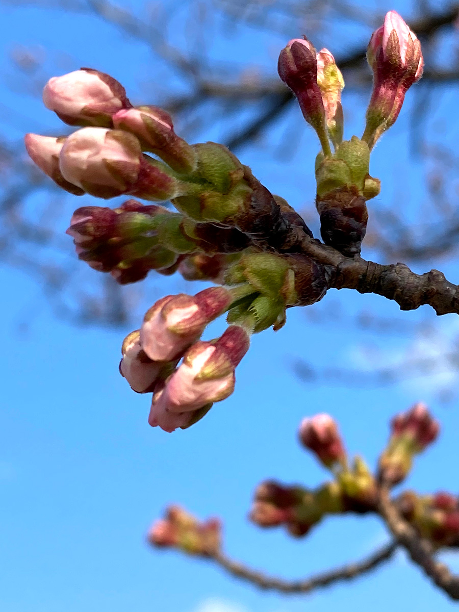 akiraaaaaart's tweet image. もうすぐ🌸
#iPhone11Pro