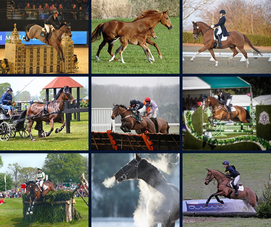equiform's tweet image. For over a century, Equiform Nutrition has been dedicated to supporting horse health, performance, and recovery. Our expertly formulated range includes:-

Backed by science &amp;amp; manufactured in the UK to the highest standards, Equiform products help horses perform, recover,  thrive.