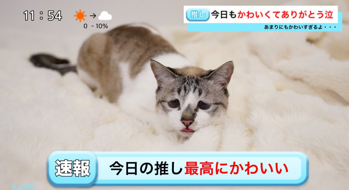 Highlights by ぴえん猫ミント (@piennekomint) / X