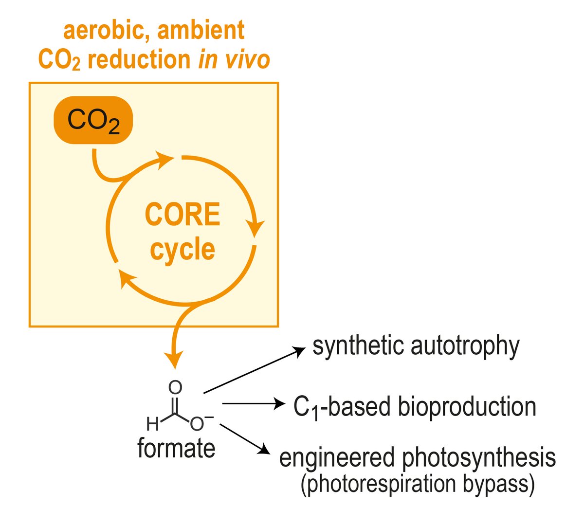 Ari Satanowski (@arisatanowski) on Twitter photo Excited to share a main project from my PhD, out now in <a href="/NatureComms/">Nature Communications</a>! 📝
We've designed and brought to life the “CORE cycle” – a new-to-nature pathway that provides a novel route for biological CO2 capture 🦠🌱
nature.com/articles/s4146…
Take a look! Thread below... 🧵 Excited to share a main project from my PhD, out now in <a href="/NatureComms/">Nature Communications</a>! 📝
We've designed and brought to life the “CORE cycle” – a new-to-nature pathway that provides a novel route for biological CO2 capture 🦠🌱
nature.com/articles/s4146…
Take a look! Thread below... đź§µ