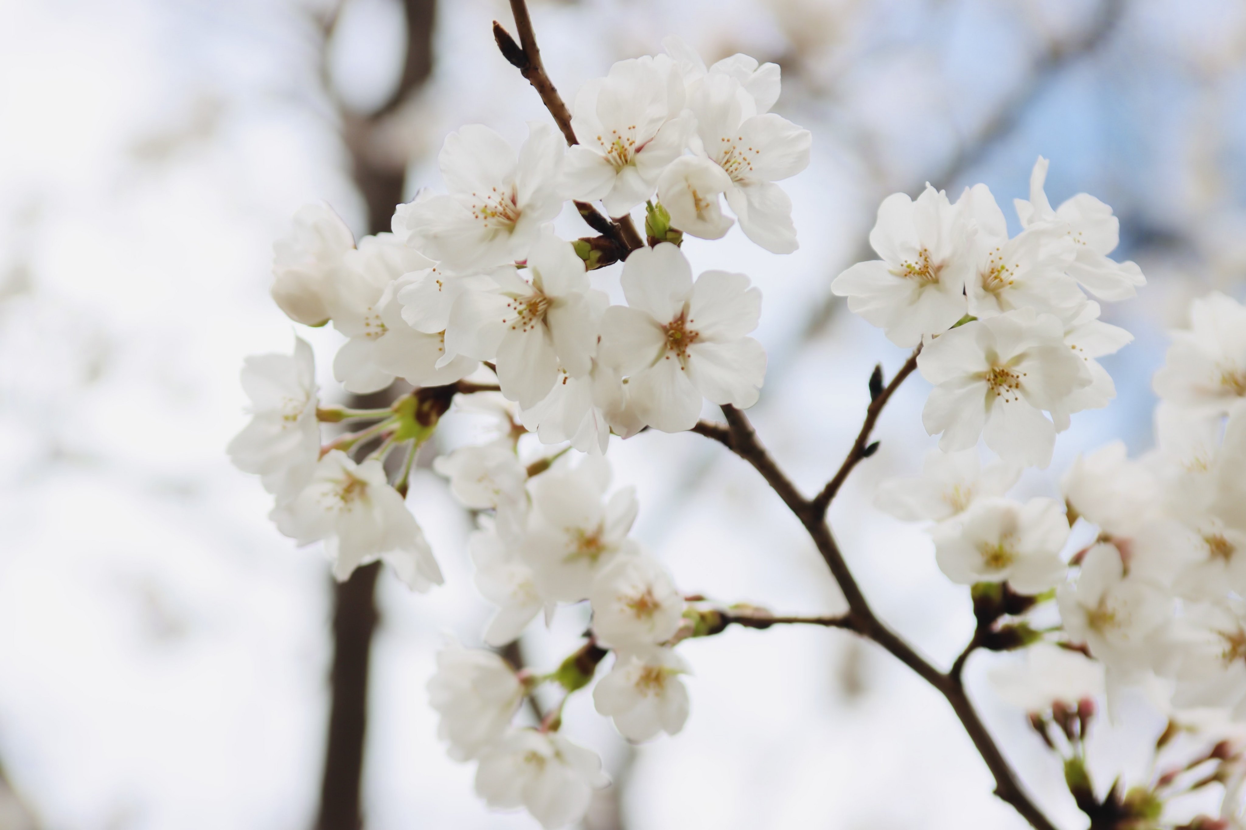岡山市 （Okayama_city） on X: 