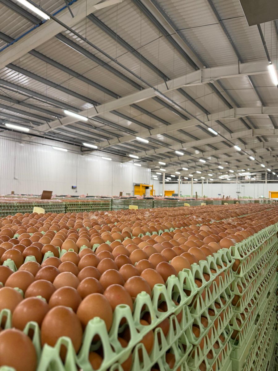 FutureFarmerYAS's tweet image. Big thanks to Chippindale Foods for taking us behind the scenes this week - we looked at the journey of eggs from farm to carton, and discussed everything from global markets to hen welfare.

Join our membership to find out about future opportunities ▶️ yas.co.uk/futurefarmers/