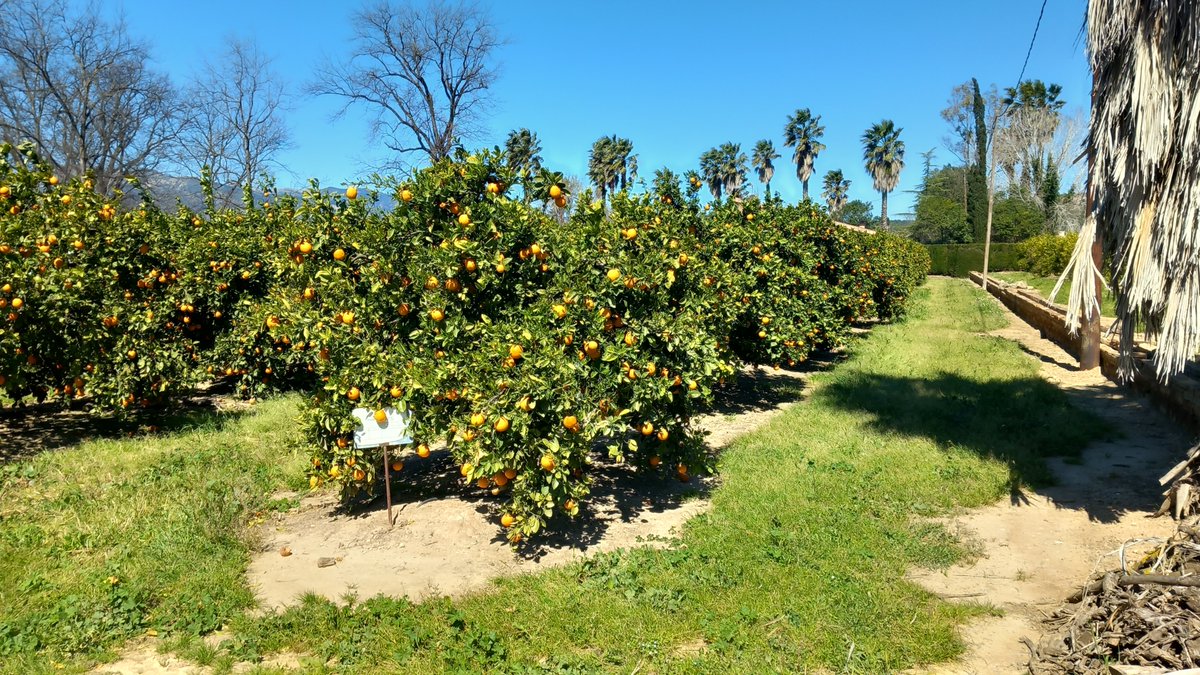 Aquesta setmana hem visitat l'Estació Experimental de cítrics de l'IRTA a Bítem.

Instal·lem microtensiòmetres de tronc per tal de controlar el potencial hídric en una plantació de tarongers.

#DemosPATT
<a href="/agriculturacat/">Agricultura</a>
<a href="/ruralcat/">Ruralcat</a>
<a href="/irtacat/">IRTA</a>