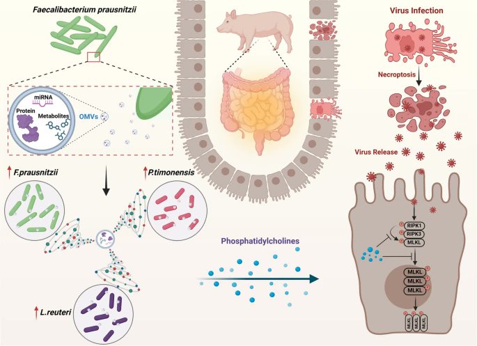 In #Microbiome

🔍Using a piglet model to examine the potential role of Faecalibacterium prausnitzii in PEDV infections🐖

💡F.prausnitzii significantly reduced viral load &amp; mitigated disease progression during viral infection

👉doi.org/pf3b