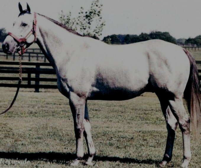 blindadosalas1's tweet image. #Hipismo El 04/04/1969 nació ICECAPADE 🇺🇸 Mismo cruce de NORTHERN DANCER 🇨🇦 Hermano de SHENANIGANS (Madre de la grandiosa RUFFIAN) Padre del campeón WILD AGAIN #BCClassic CLEVER TRICK (Abuelo de CLEVER DANCER 🇻🇪) y CONGELADA (Madre del inmortal SANTÓN 🇻🇪) Murió el 12/11/1988.