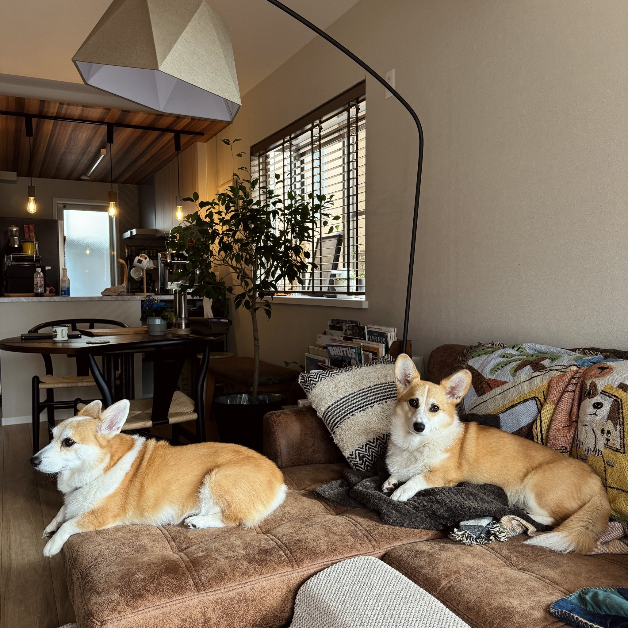 コーギーのLULU&KIKI (@LULU_KIKI_CORGI) / X コーギーのLULU&KIKI (@LULU_KIKI_CORGI) / X