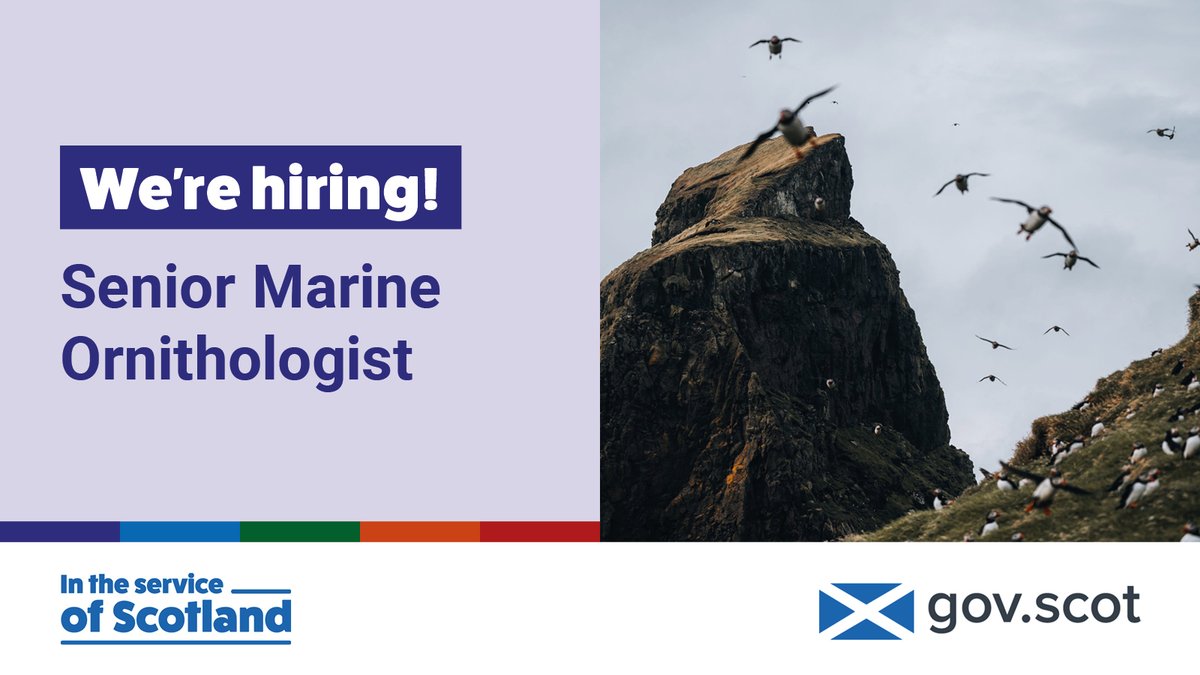 Do you have in-depth knowledge of #Seabird ecology, or population biology? 

Could you use your scientific expertise to assist in the sustainable delivery of #MarineRenewables?

We're hiring a Senior Marine Ornithologist. 

Apply now: ow.ly/Krxr50VtGk4

<a href="/ScotGovMarine/">Scot Gov Marine</a>