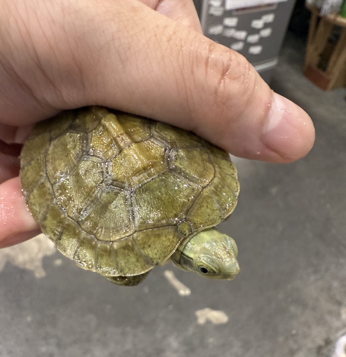 シェンシーハコガメ

配合しっかり食べてます😊
