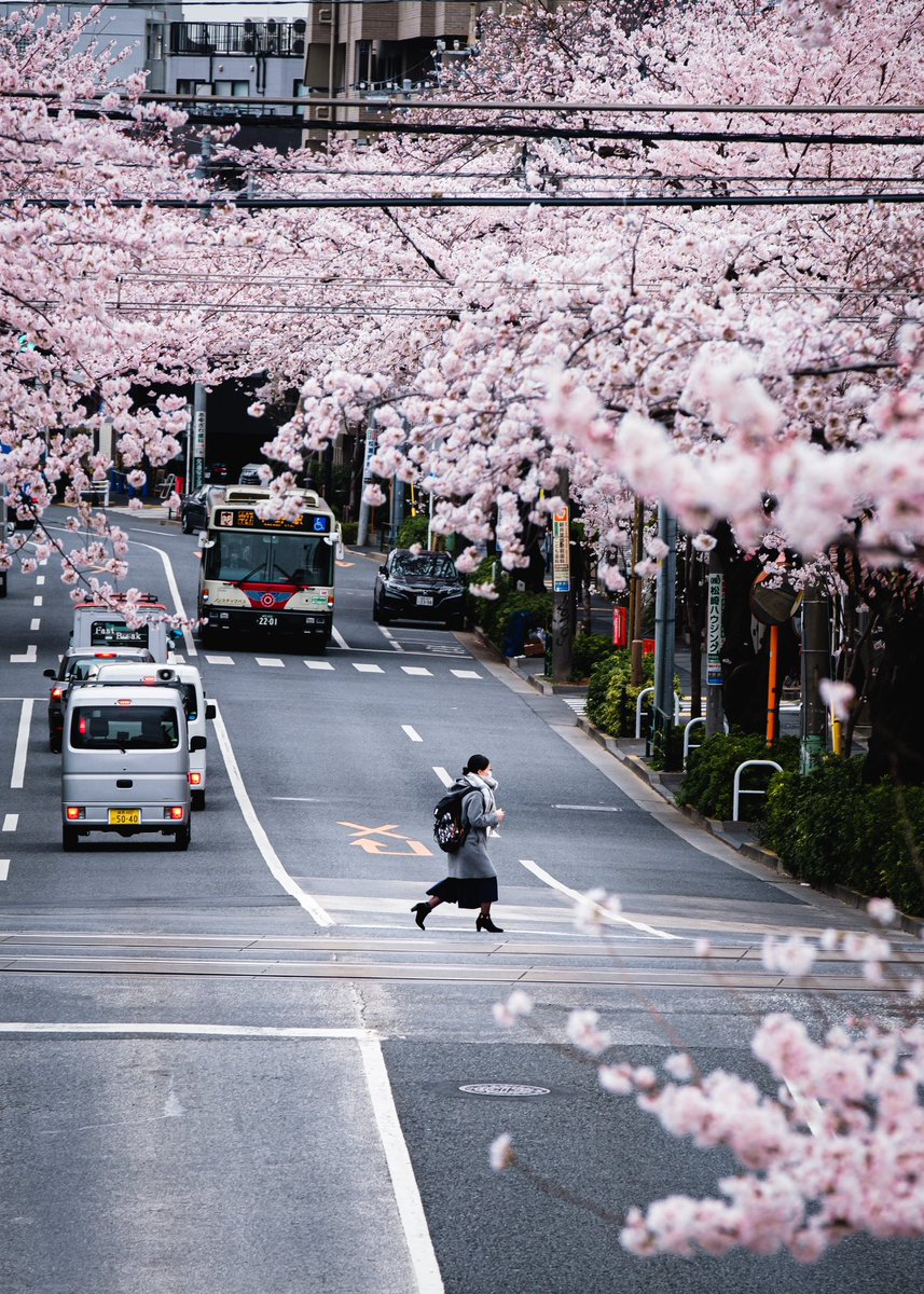 桜に包まれた中野が綺麗だった。