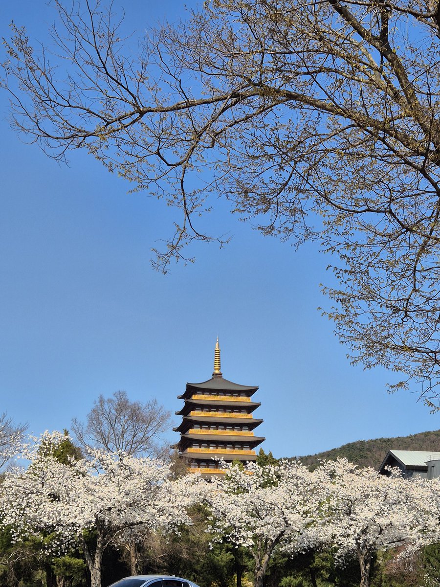 commpark's tweet image. 아버님 기일에 찾은 경주, 그리고 봄. 
봄의 교향악은 어김없이 울려 퍼진다.