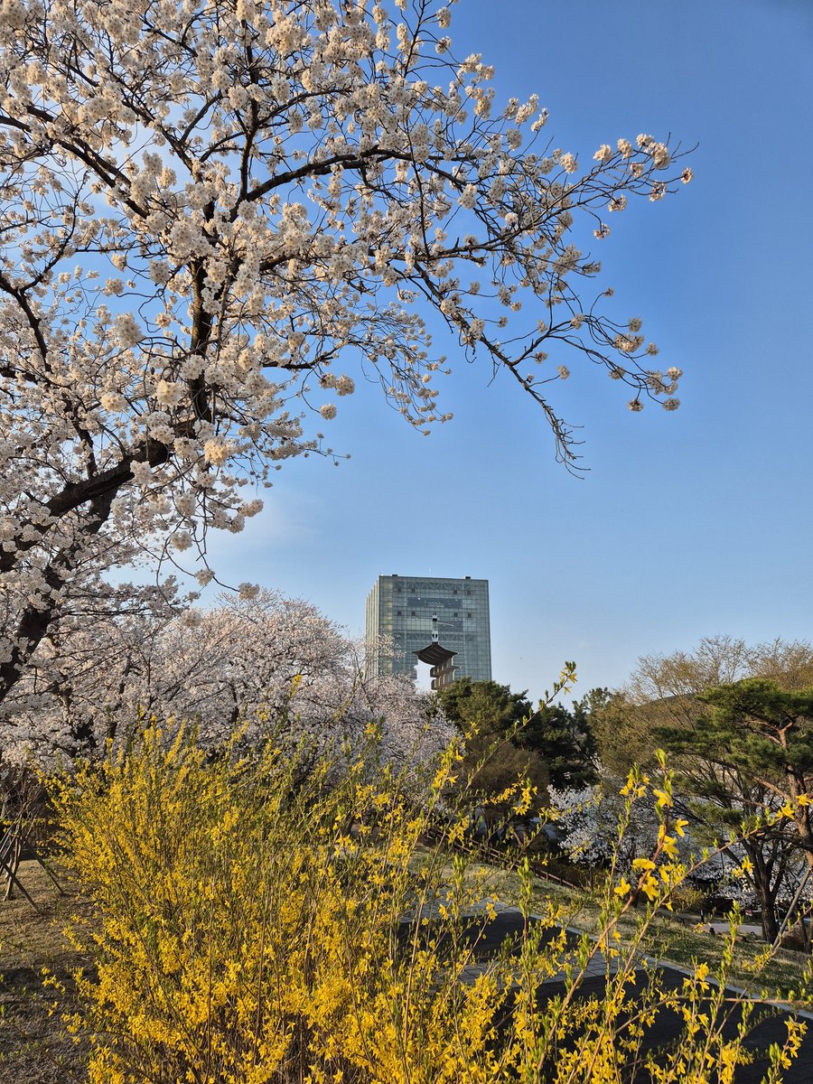 commpark's tweet image. 아버님 기일에 찾은 경주, 그리고 봄. 
봄의 교향악은 어김없이 울려 퍼진다.