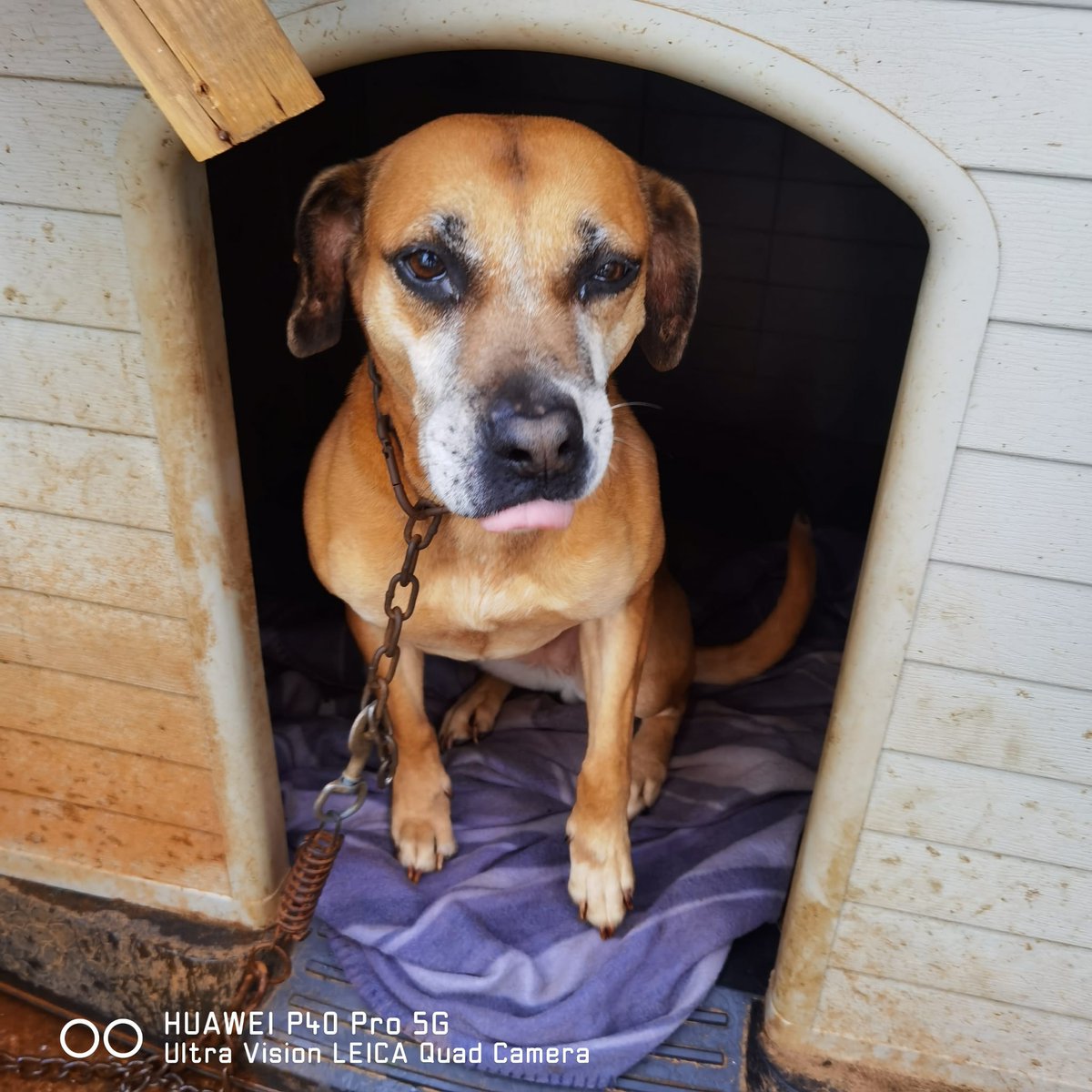 Un chico se la encontró, había sido abandonada, la recogió para impedir que le pasara algo malo, no tiene chip y es muy buena 💔 
El no puede hacerse cargo ya que por motivos de trabajo está todo el día fuera de su casa y no podría cuidarla 😞
Solicita ayuda porque se ve agobiado