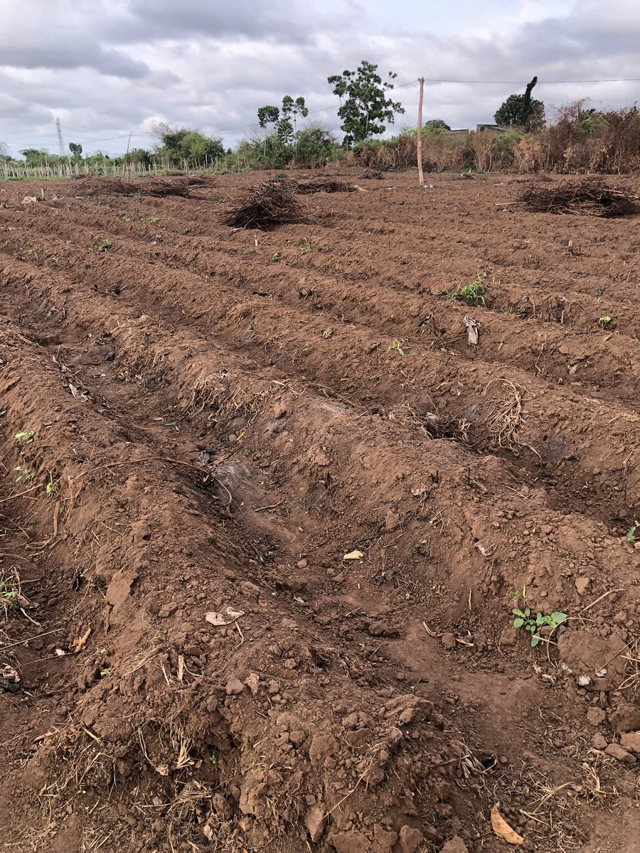 MOSH_SALAM's tweet image. Bismillah Ar-Rahman Ar-Roheem. Today, Our tomatoes journey for the year 2025 begins.
Variety - Cobra 26 F1,
Population - 15,000 plants only