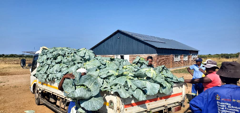 GenderLinks's tweet image. Women in Umguza RDC are breaking barriers in the horticulture value chain. @GenderLinks LED programme, funded by @SwedenInZW, is empowering women to reduce poverty & enhance livelihoods. #PromotingGenderInclusive #LocalEconomicDevelopment @umguzardc @MoLGPWZim
