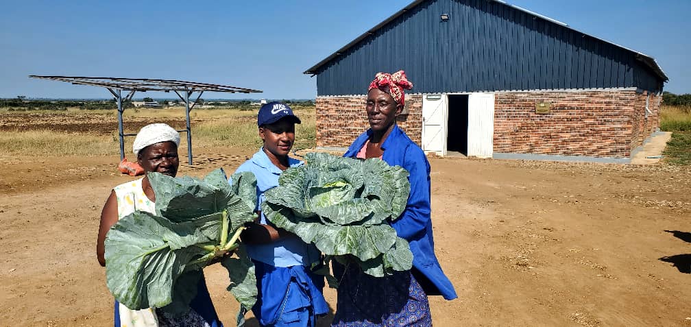 GenderLinks's tweet image. Women in Umguza RDC are breaking barriers in the horticulture value chain. @GenderLinks LED programme, funded by @SwedenInZW, is empowering women to reduce poverty & enhance livelihoods. #PromotingGenderInclusive #LocalEconomicDevelopment @umguzardc @MoLGPWZim