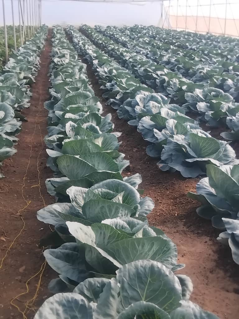 GenderLinks's tweet image. Women in Umguza RDC are breaking barriers in the horticulture value chain. @GenderLinks LED programme, funded by @SwedenInZW, is empowering women to reduce poverty & enhance livelihoods. #PromotingGenderInclusive #LocalEconomicDevelopment @umguzardc @MoLGPWZim