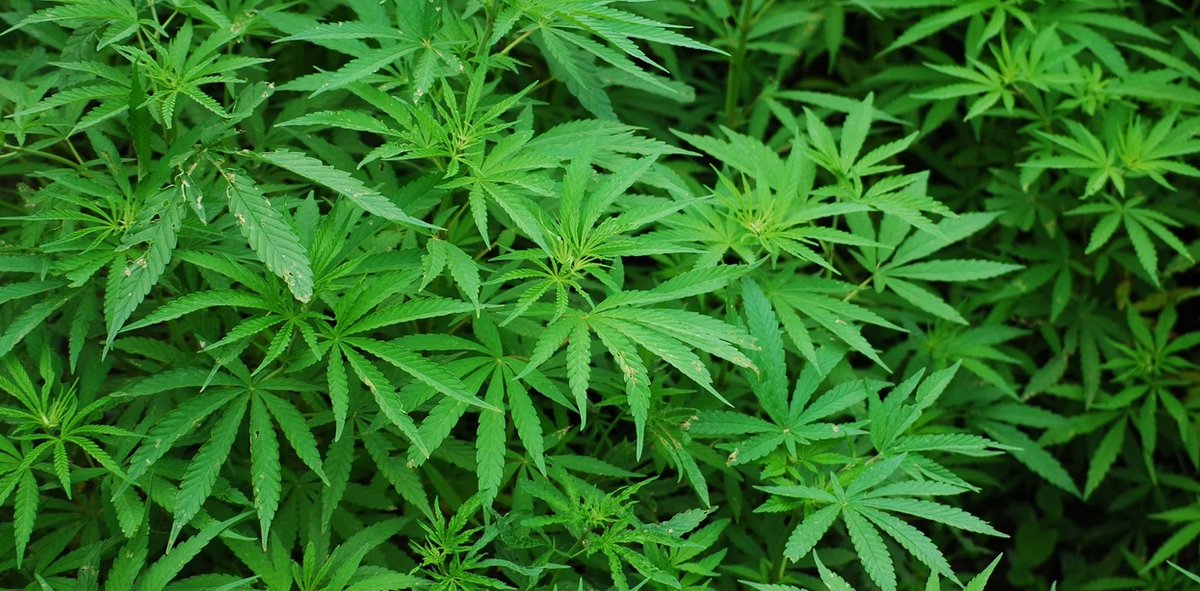 Politie ontdekt growshop in schuur na tip