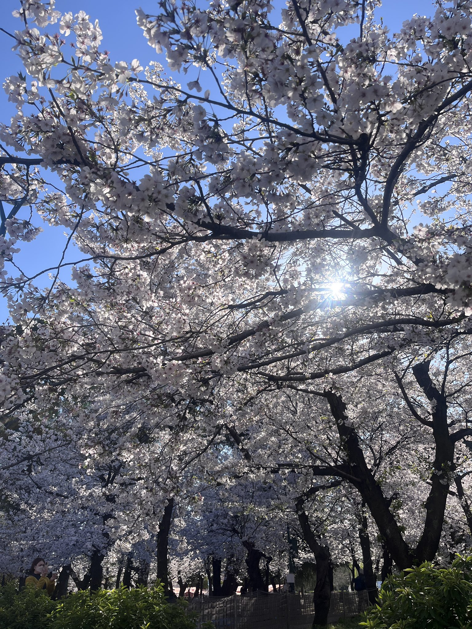 鶴舞公園 on X: 