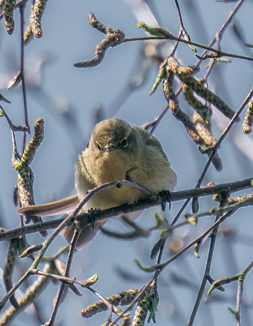 WarranPhoto's tweet photo. #marshtit grumpy #chiffchaff & #treecreeper seen in #Akersdown while searching for #lesserspottedwoodpecker, not seen !! https://t.co/63lFDOC1gC