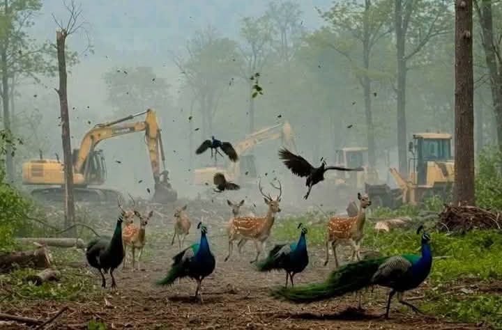 प्रकृति की आवाज़ - हैदराबाद सेंट्रल यूनिवर्सिटी के जंगल बचाओ 💔😭
#SaveHCUForest