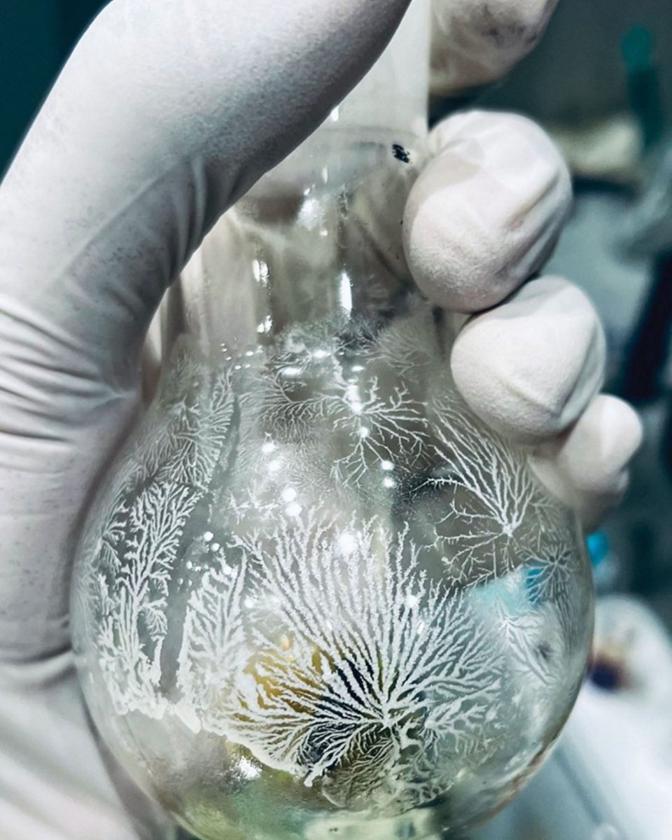 POLYMAT (@polymat_berc) on Twitter photo 🏆 Congrats to #POLYMAT researcher Yogesh Kumar Maurya, winner of the #CENChemPics March photo contest by <a href="/cenmag/">C&EN (Chemical & Engineering News)</a>!
These stunning coral-like crystals formed spontaneously during a reaction in the <a href="/KokeLab/">Aurelio Mateo-Alonso</a>. A perfect blend of science and beauty! 🔬🌿 🏆 Congrats to #POLYMAT researcher Yogesh Kumar Maurya, winner of the #CENChemPics March photo contest by <a href="/cenmag/">C&EN (Chemical & Engineering News)</a>!
These stunning coral-like crystals formed spontaneously during a reaction in the <a href="/KokeLab/">Aurelio Mateo-Alonso</a>. A perfect blend of science and beauty! 🔬🌿