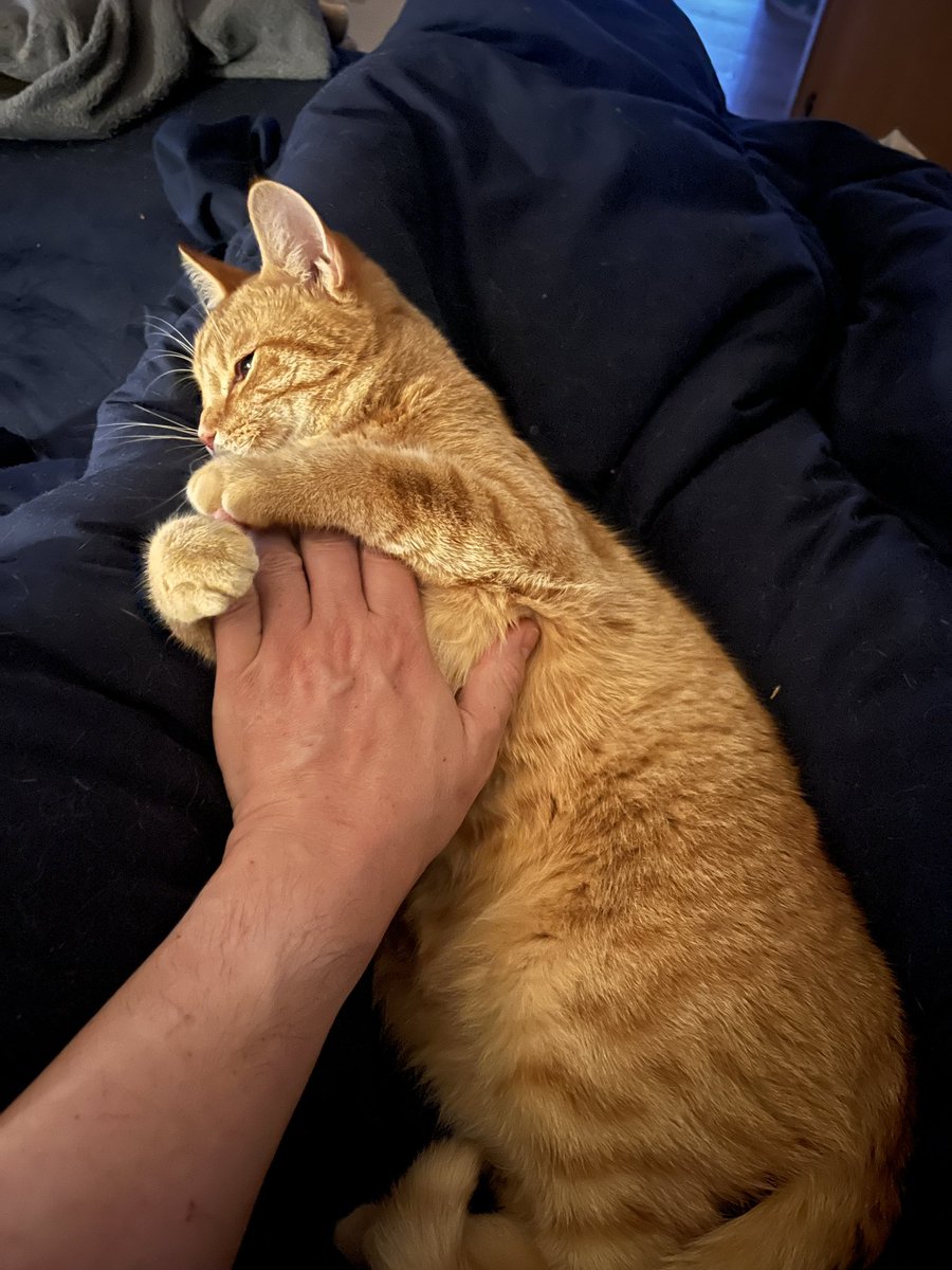 Warum ich heute später in der Arbeit war? Muss wohl daran gelegen haben, dass jemand auf mir lag und mich danach noch festgehalten hat.
Ging halt nicht anders. Nicht meine Schuld. Ist halt so.
Tony / Leonardo von den #nordstadtkatzen