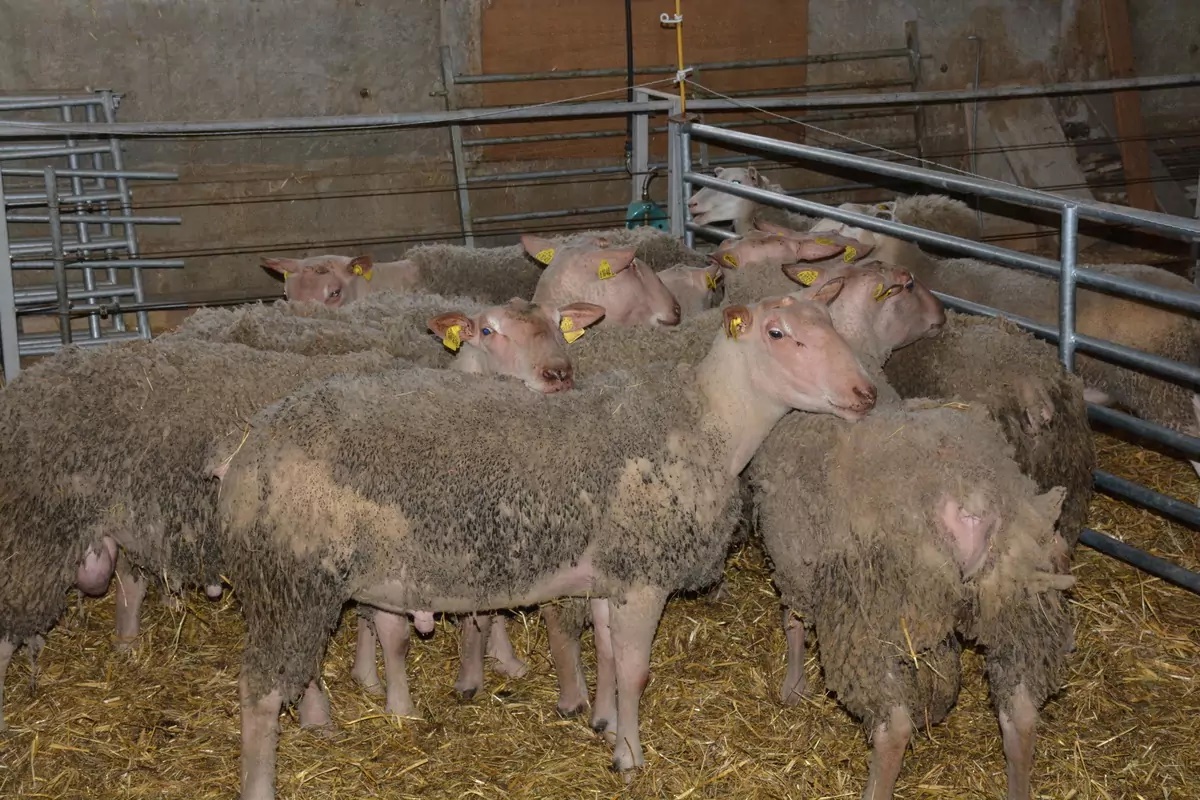 💉🐑 #FCO, je vaccine ou pas ? Ou pourquoi il est important de vacciner les ovins, même en Bretagne!

ow.ly/scqa50Vurs4