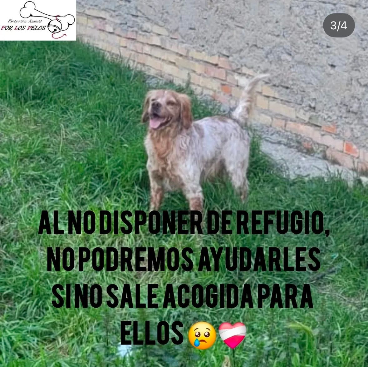PerreraToledo's tweet photo. AÚN SIGUEN ALLÍ 😔‼️CASO URGENTE: DESHECHOS de CAZA‼️Charlie y Canelo necesitan #acogida inminente. Su dueño se jubila y quiere deshacerse de ellos. #breton 1,5años y #galgo 4años. Por favor, rogamos mucha difusión. Escríbenos a: proteccion.animal.lasagra@gmail.com Gracias🙏 https://t.co/UOlFjPhWgO