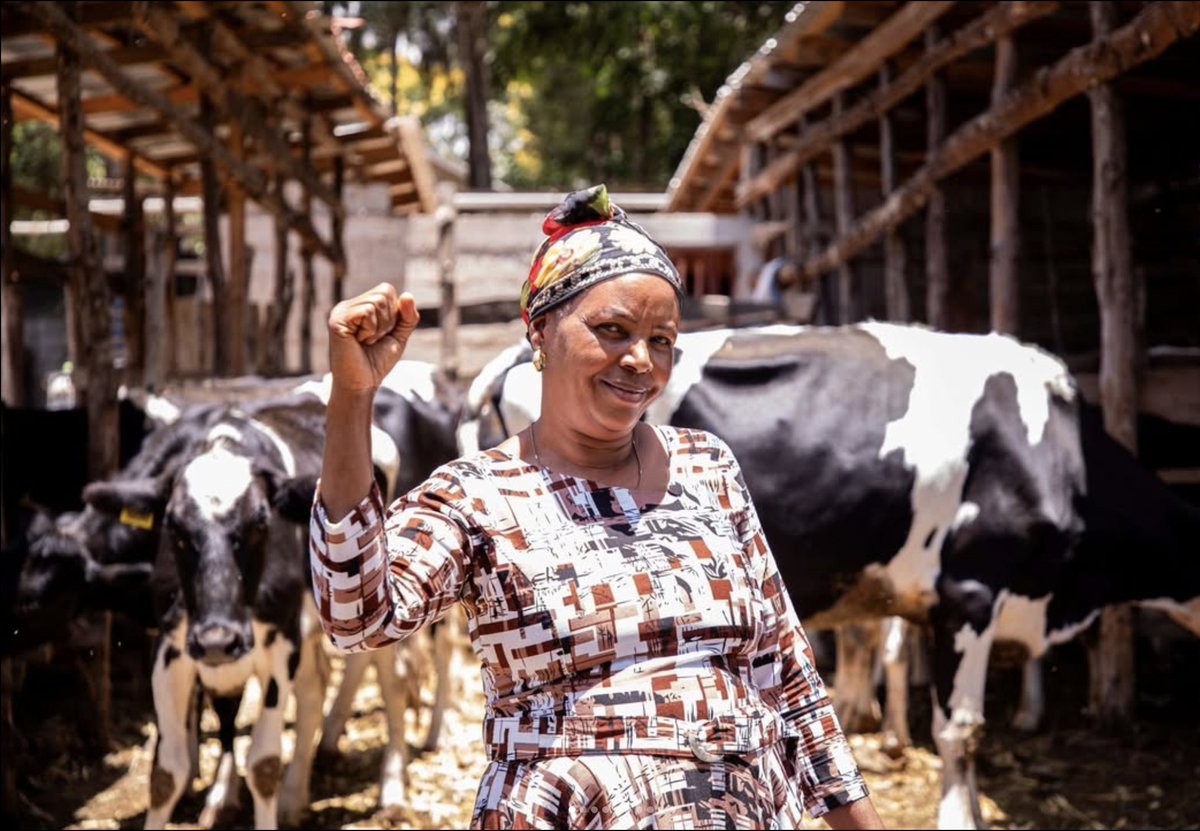 Bofya  👉 youtu.be/QQ1B55LLrXI kutazama namna TADB  kupitia Mradi Shirikishi wa Wasindikaji na Wazalishaji wa Maziwa Tanzania (TI3P) kwakushirikiana na wadau wengine walivyokabidhi mitamba bora ya maziwa 🐄 kwa Wafugaji wa kikundi cha Oltrumet, Ngaramtoni - Arusha.

#TADB