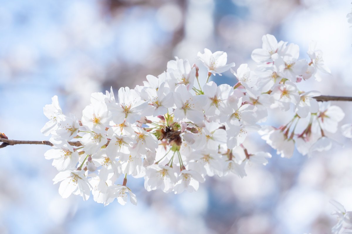 rin__nir_rin's tweet photo. まだ桜咲いてた〜🌸 https://t.co/PX4dbZVuLe
