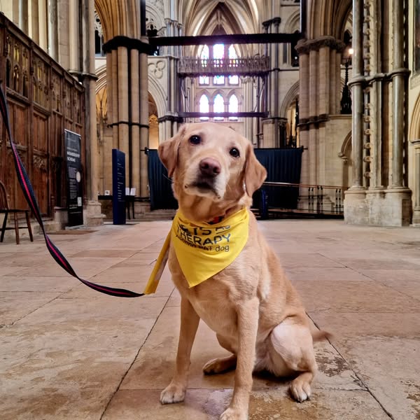 If you visit the Cathedral this morning you can meet Liberty and her owner Anne.  Liberty is a Pets As Therapy dog and she will be in the Cathedral today until 1pm. She is here on the first Friday of every month between 11am and 1pm.

Do stop and say hello when you see them! 🐾