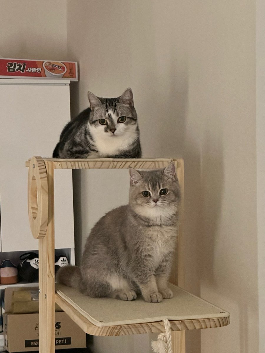 Flash sale: Buy one menace (Paldo), get the other (Aga) for free. Limited time offer before they destroy my house again. Any takers?