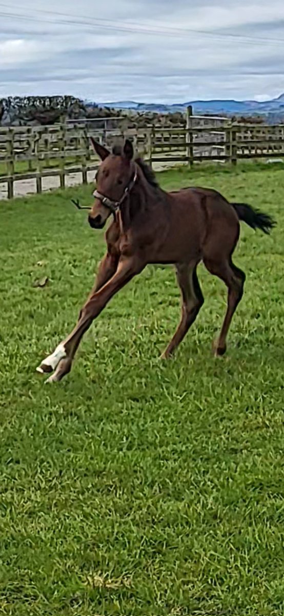 Our gorgeous <a href="/coolmorestud/">Coolmore</a>  Calyx colt enjoying some time out🐎