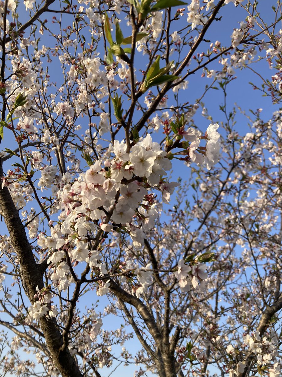 おつちょこ|ૂ•̀ω•́)ｿｫ🍫

週末デザートたった今食べ終わりました(๑⃙⃘´༥`๑⃙⃘)🍫美味しかったぁ😚♡ᩚ

帰り道桜を撮ってきたよ🥰🌸
もう葉桜になってきてる感じだったけども、写真撮れてよかった(「'ω')」📸✧

土日お仕事の方はゆるりとです☺️✊🏻
お休みの方好きなことしてのんびりとですꕀ🦦🤎