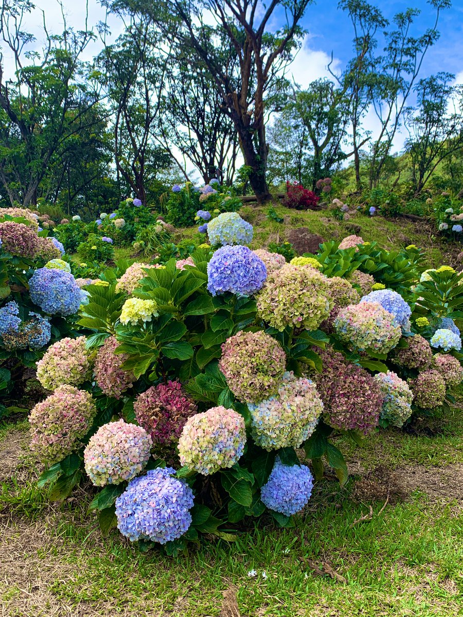 khanifirsyad's tweet image. Sebagai pencinta bunga-bungaan, Hydrangea ini jadi favorit saya. Warnanya yang cantik dan unik ini pasti akan memanjakan mata bagi siapapun yang memandangnya. Bunga ini hanya bisa tumbuh di ketinggian 500-1500 mdpl. Cantik sekali, bukan? 😆🌷🌸🌼🪻💐

📍 Gn. Papandayan