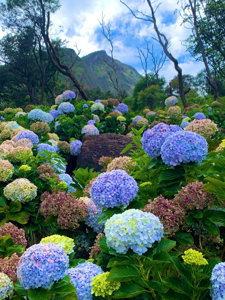 khanifirsyad's tweet image. Sebagai pencinta bunga-bungaan, Hydrangea ini jadi favorit saya. Warnanya yang cantik dan unik ini pasti akan memanjakan mata bagi siapapun yang memandangnya. Bunga ini hanya bisa tumbuh di ketinggian 500-1500 mdpl. Cantik sekali, bukan? 😆🌷🌸🌼🪻💐

📍 Gn. Papandayan