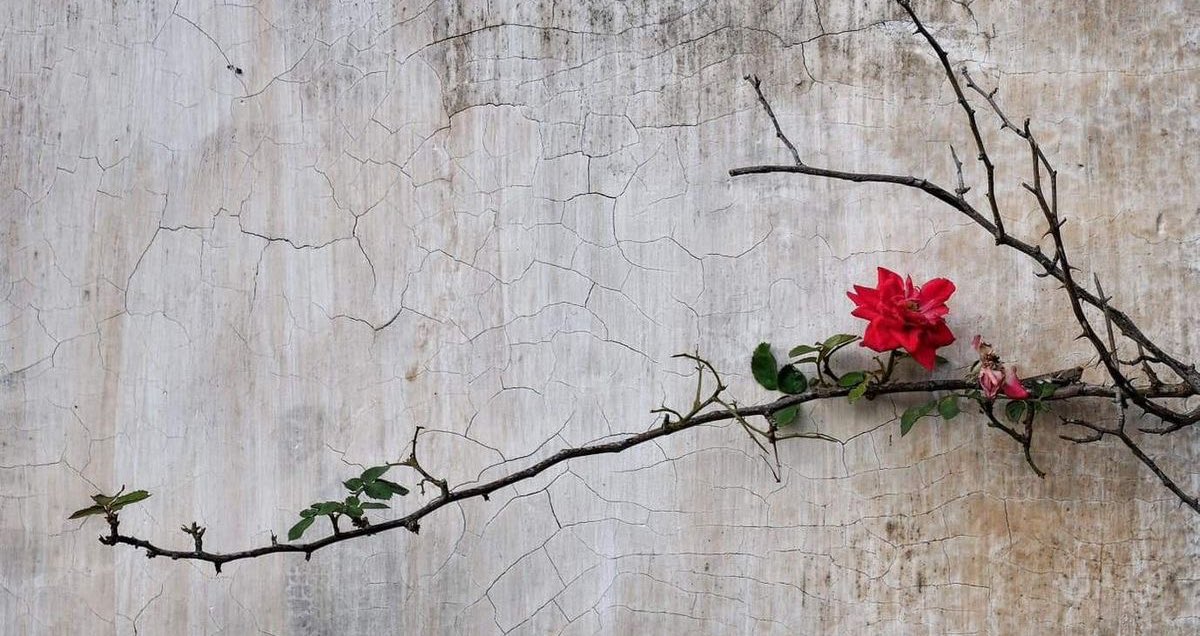 Nasıl bir hayat yaşarsan,öyle biriyle sınanırsın…

|| Bâzgeşt