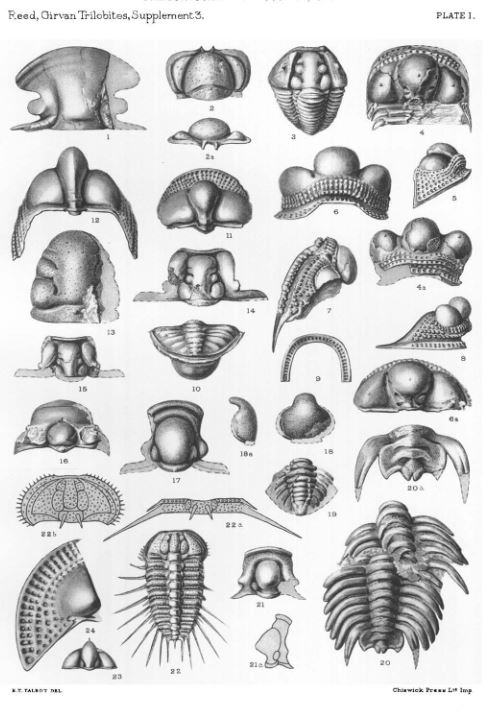Some Lower Palaeozoic Trilobites of Girvan from the 88th volume of the Monographs of the Palaeontographical Society by F. R Cowper Reed (1935). #FossilFriday
