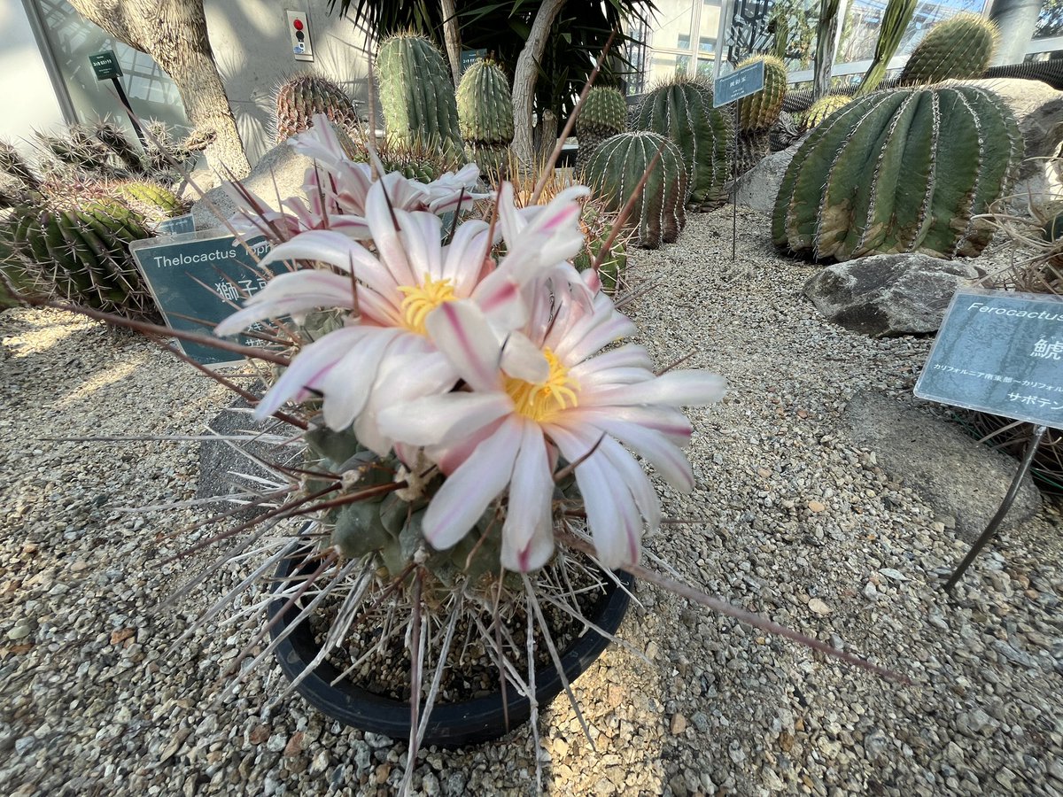 tokiwakouen's tweet photo. 世界を旅する植物館のサボテンエリアのサボテンたちが、可愛く着飾っています。
なぜこんなにかわいいの？サボテンの花 https://t.co/BsF9GXWOt7