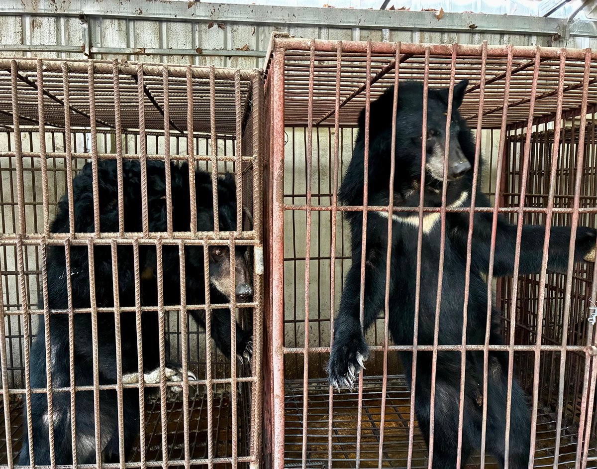 Free the Bears tweet media