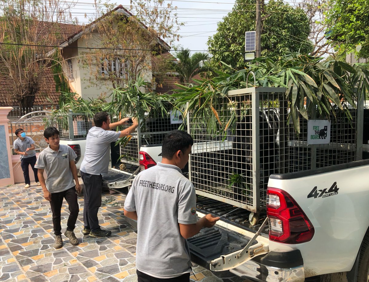 Liberation Day for 3 Moon Bears, First Ever Bile Farm Closure in Laos. We're thrilled to announce we did it, thanks to your kind support &amp; that of our Laos government partners. The 3 bears are now at our sanctuary recovering &amp; the bile farm closed forever!
freethebears.org/pages/bile-far…