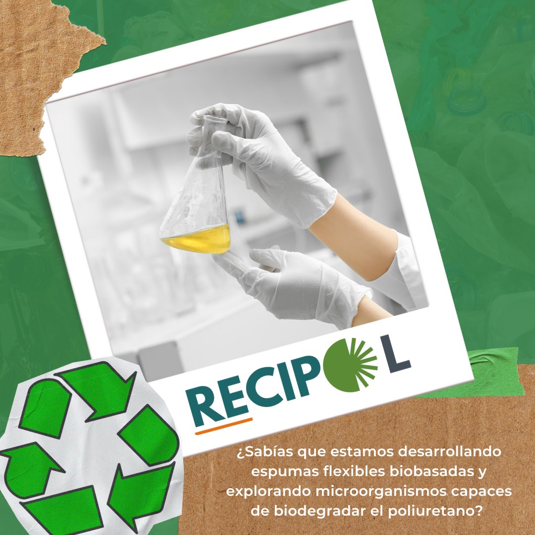 CETEM (@cetem_ct) on Twitter photo ♻️ ¡El poliuretano también puede ser sostenible!
En <a href="/recipol_red/">Recipol Red</a> trabajamos en soluciones innovadoras para reducir su impacto ambiental:
✅ Espumas flexibles biobasadas 🌱
✅ Microorganismos que degradan poliuretano 🦠
La #EconomíaCircular ya es una realidad. 🌍 ♻️ ¡El poliuretano también puede ser sostenible!
En <a href="/recipol_red/">Recipol Red</a> trabajamos en soluciones innovadoras para reducir su impacto ambiental:
✅ Espumas flexibles biobasadas 🌱
✅ Microorganismos que degradan poliuretano 🦠
La #EconomíaCircular ya es una realidad. 🌍