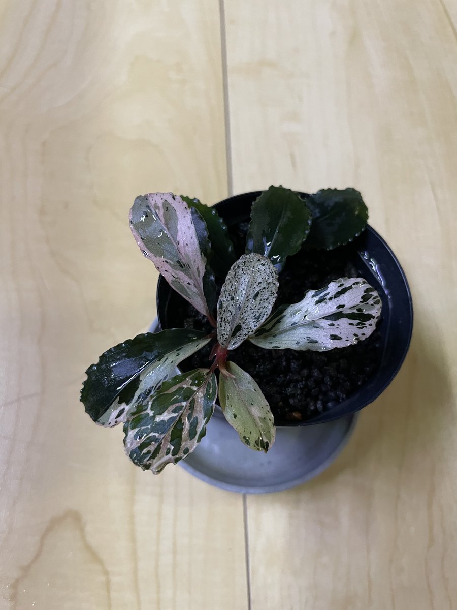 Bucephalandra sp. Variegata Hn:福袋 CAKUMI Bucephalandra sp