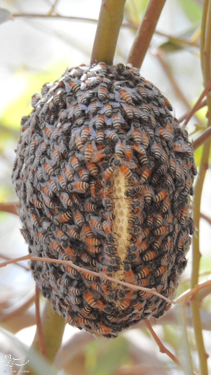 مهدي السليمي tweet media